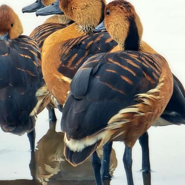 Bird-Watching Nairobi Park Tour