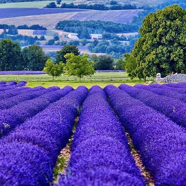 7-day Private Burgundy Wine tastings, Provence, Nice, Monaco Tour.