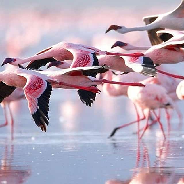 4 Days Masai Mara and Lake Nakuru Group Safari From Nairobi