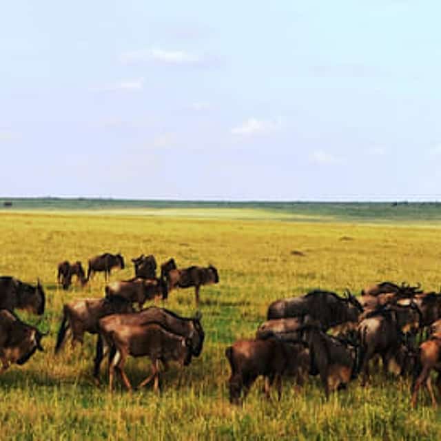 3 days 2 nights Masaai Mara Budget safari In 4WD Jeep