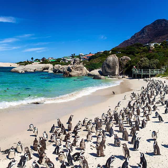 Table Mountain, Cape of Good Hope & Penguins
