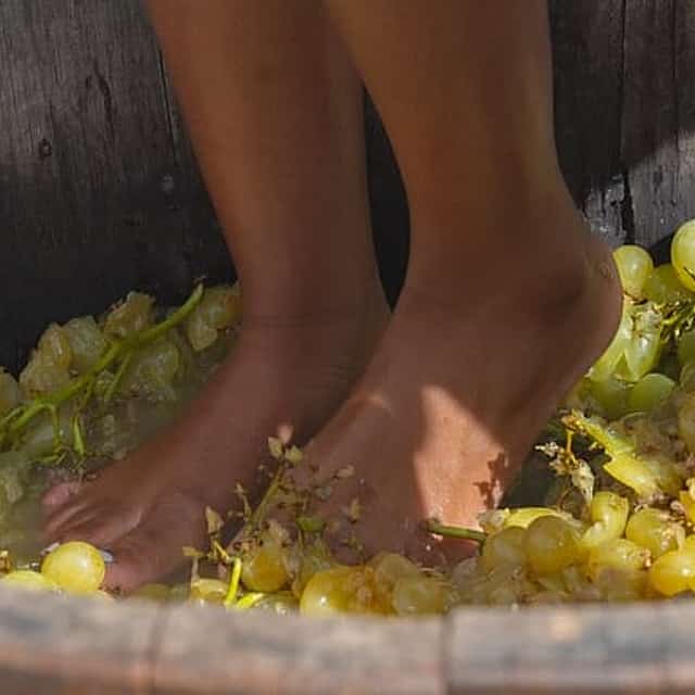 Tuscan Grape Stomping and Wine Tasting Adventure in Chianti