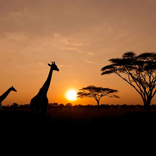 Sunset Safari at Aquila Game Reserve