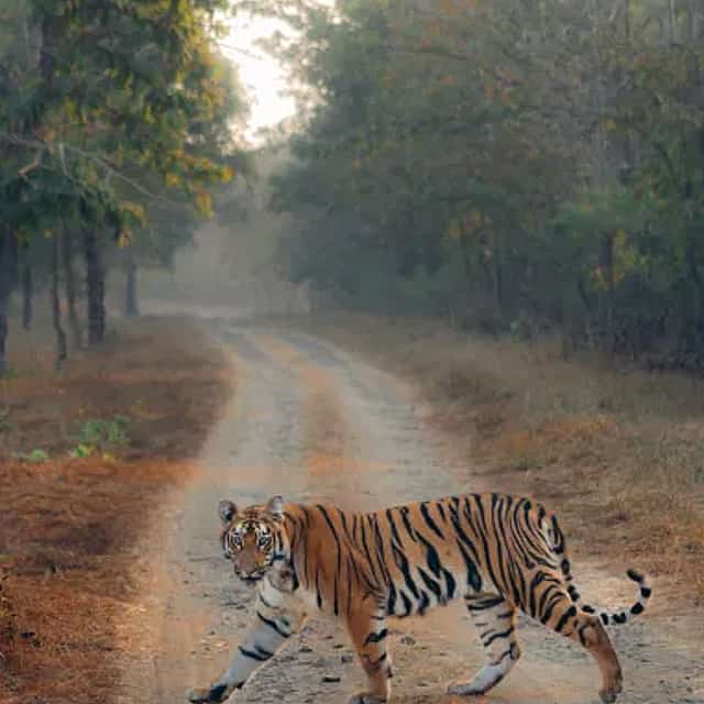4-Day Private Jaipur & Ranthambore Wildlife Tour