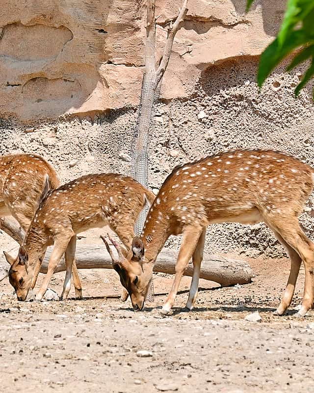 Animals