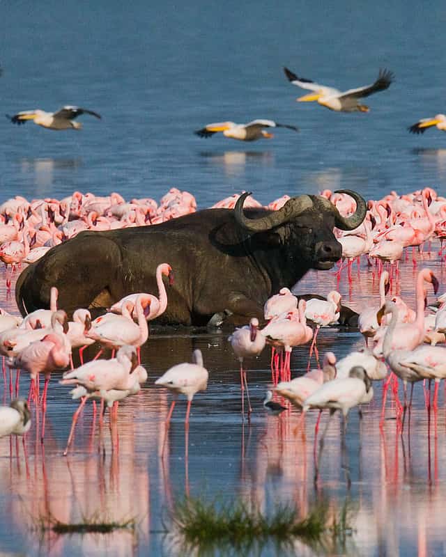 Lago Nakuru