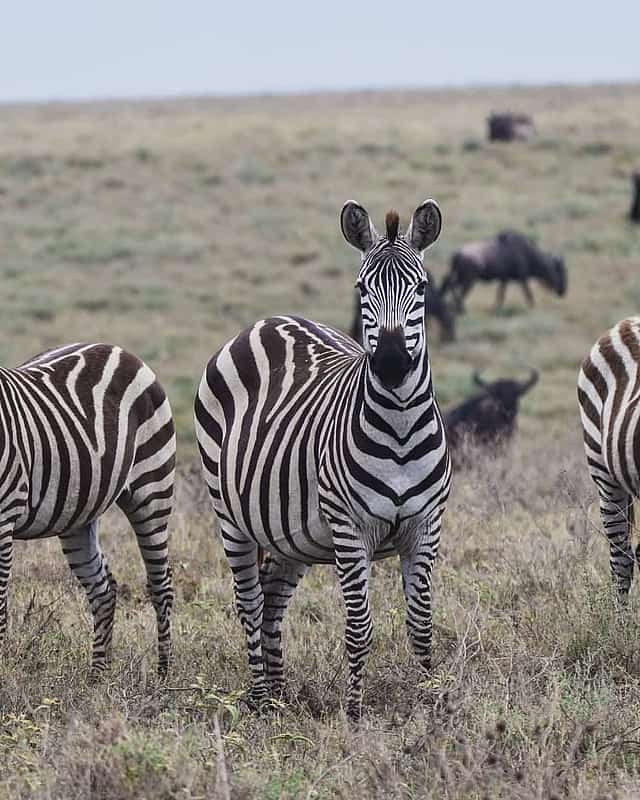 Arusha