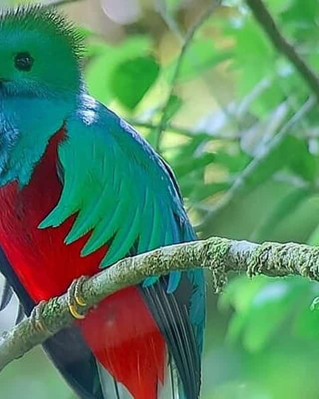 Monteverde