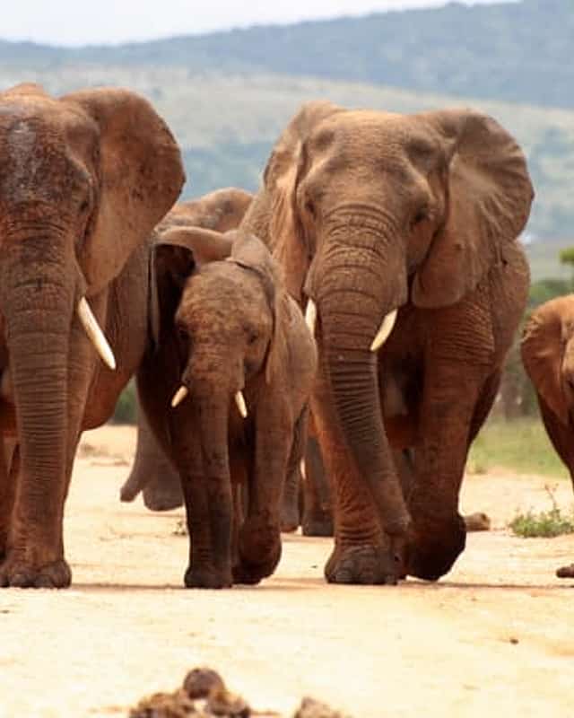 Pilanesberg National Park