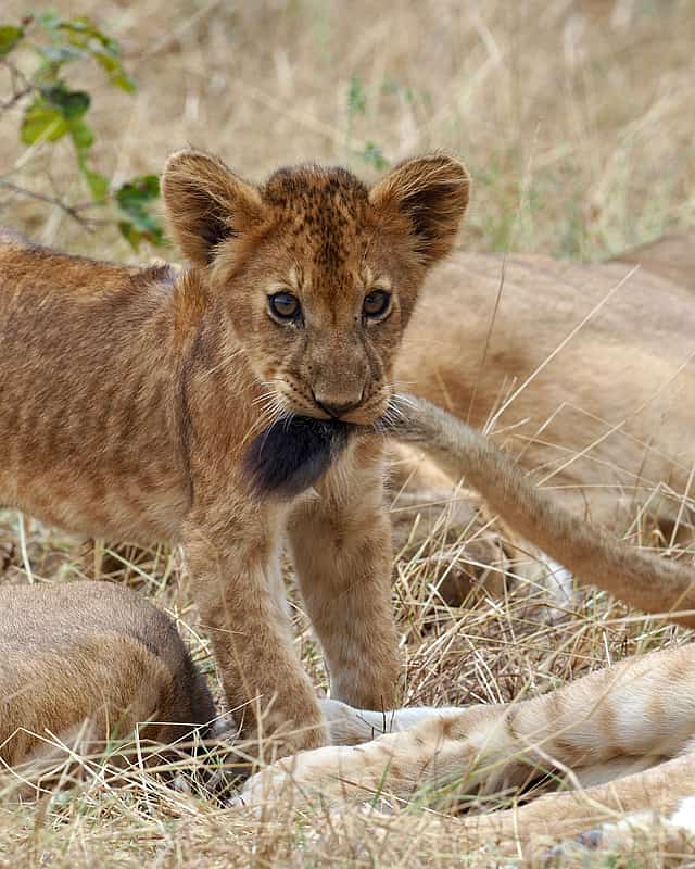 Zanzibar