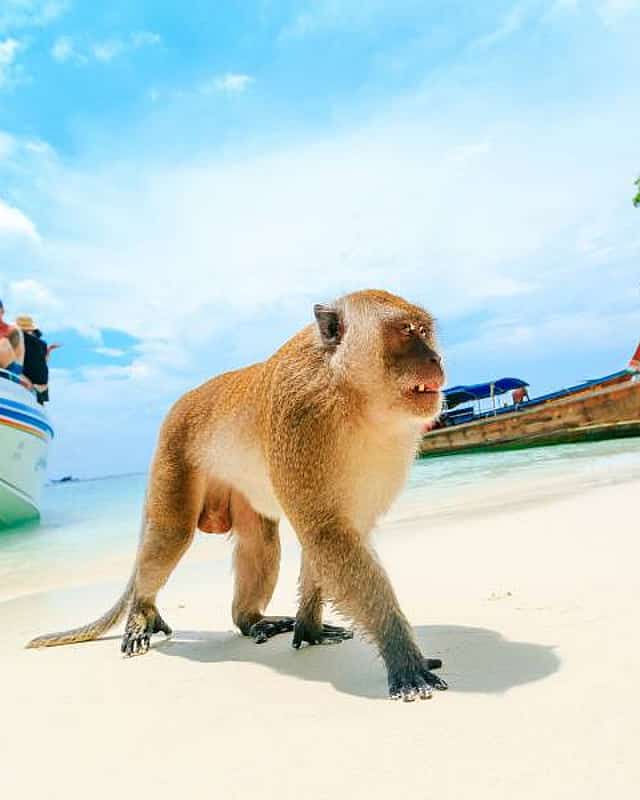 Ko Phi Phi