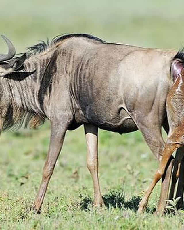 Arusha
