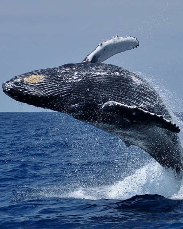 Hermanus