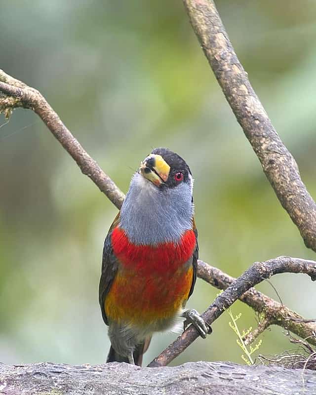 Quito