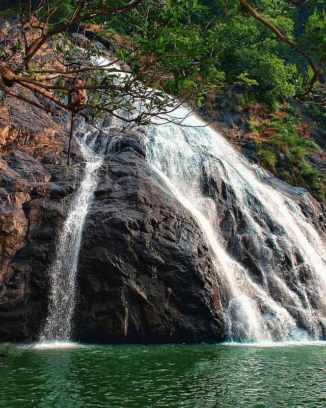 Goa