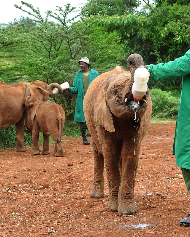 Giraffe Centre