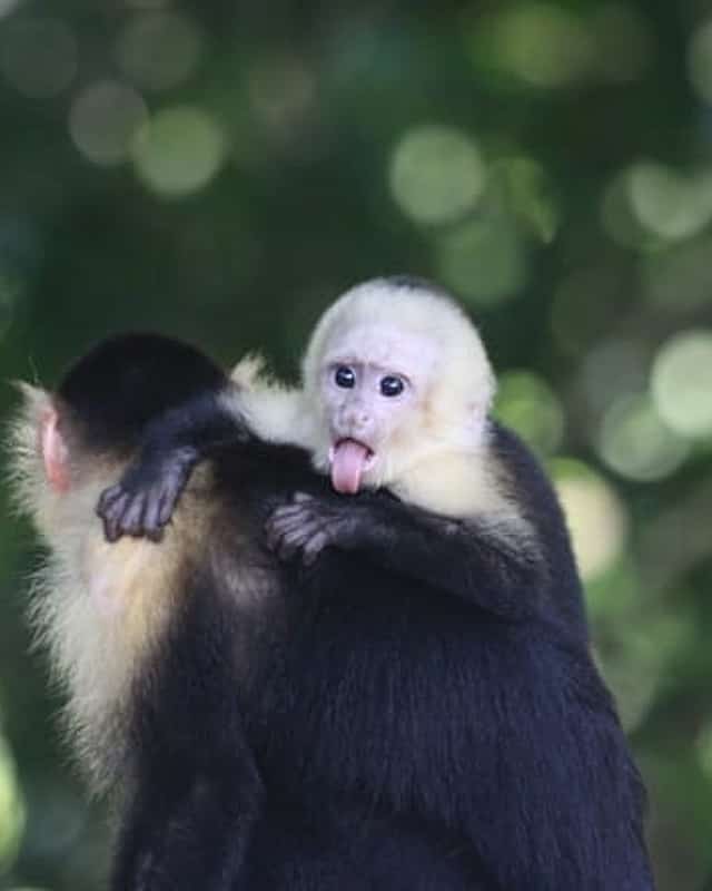 Quepos