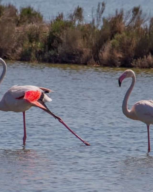 Cervia