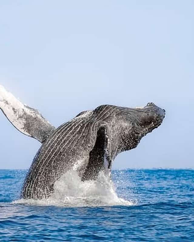 Los Cabos