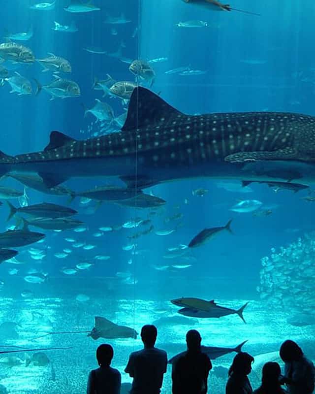 Florya Aquarium