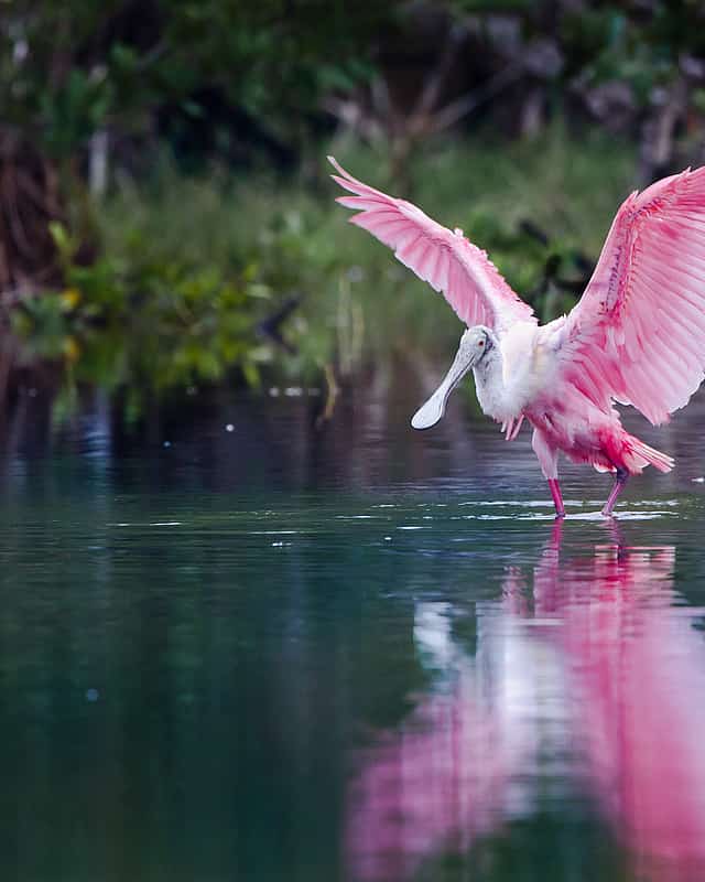 Everglades Holiday Park