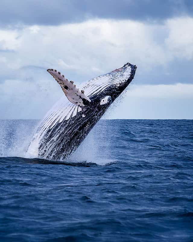 Gansbaai