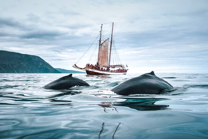 Whale Watching on Sailboat from Húsavík