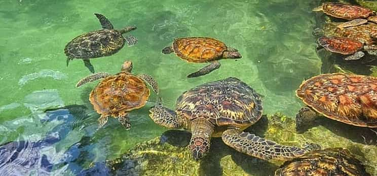 Foto 1 Zanzíbar: Excursión de medio día con guía al acuario de tortugas de Nungwi y a la playa