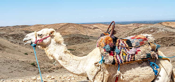 Photo 1 Atlas Mountains and Camel Ride in Agafay Desert Full-day Trip