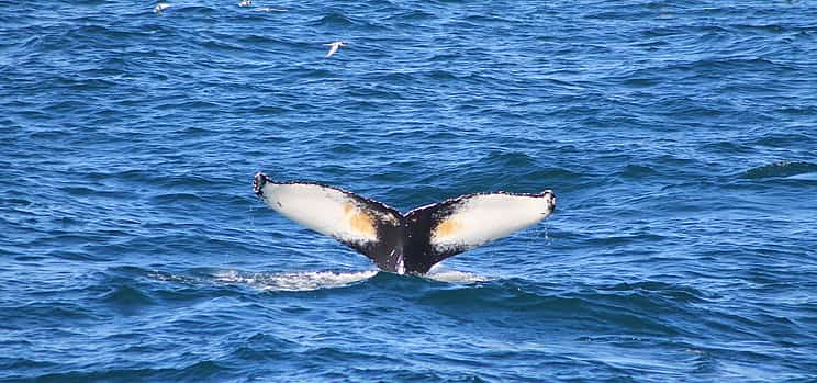 Photo 1 Whale Watching Tour