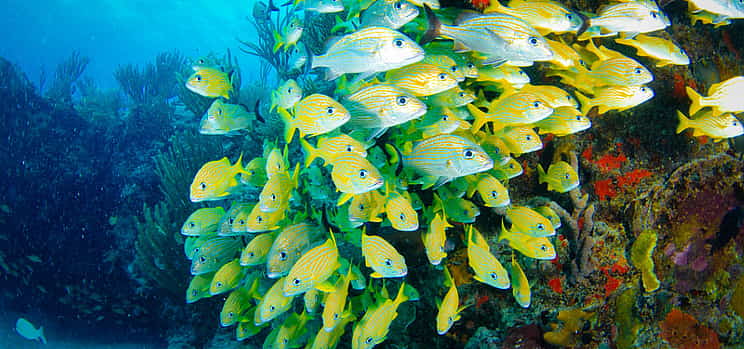 Φωτογραφία 1 Riviera Maya Snorkeling Adventure: Lagoon, Cenote & Underground River