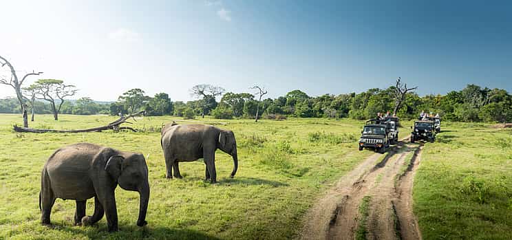 Foto 1 Safari privado en jeep a un parque nacional para una pareja