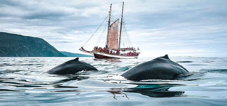 Photo 1 Whale Watching on Sailboat from Húsavík