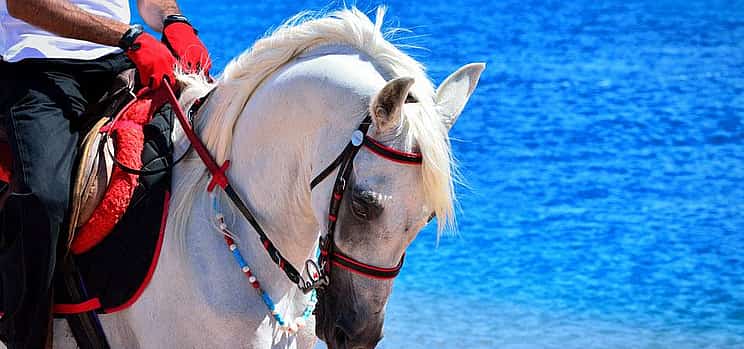 Fotografie 1 Adventure Safari by Horse in Sharm El Sheikh
