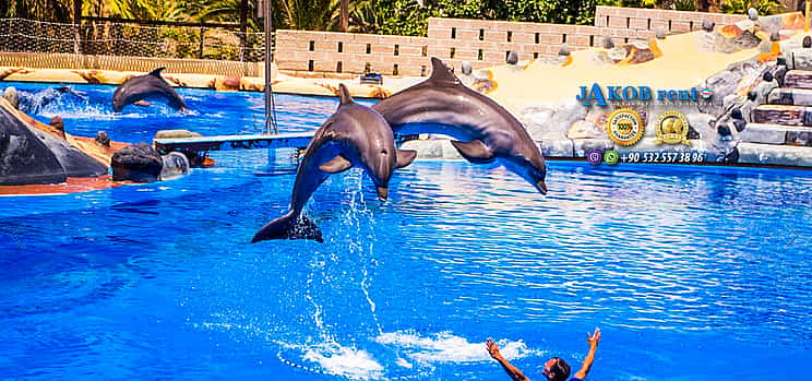 Photo 1 Dolphin Show from Alanya