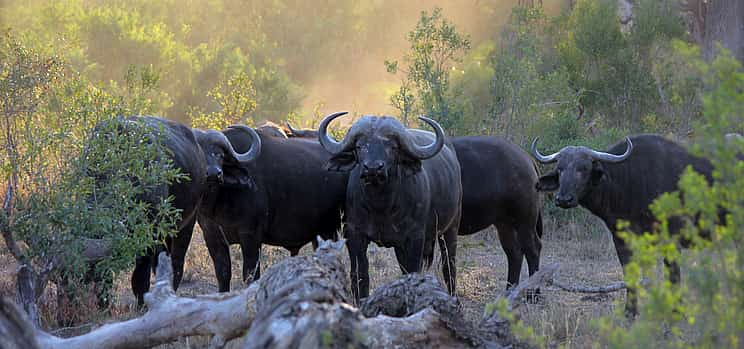 Photo 1 Game Drive & Rhino Encounter Safari