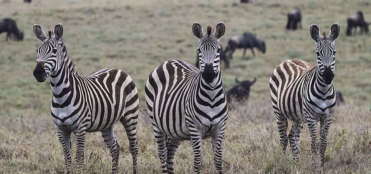 Photo 1 Tanzania: Day Safari in Tarangire National Park