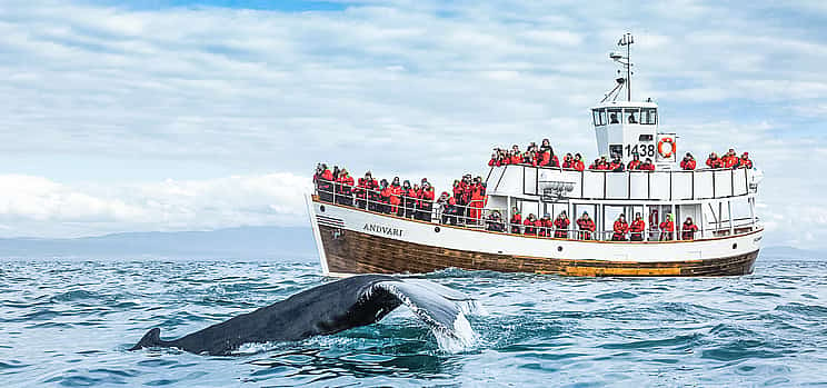 Photo 1 Silent Whale Watching (Carbon Neutral) from Húsavík