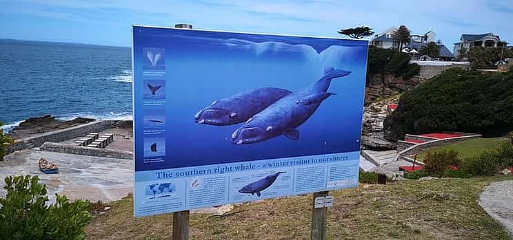 Foto 1 Excursión privada a Hermanus para avistar ballenas desde Ciudad del Cabo