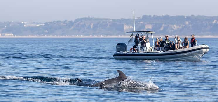 Photo 1 Dolphin Watching Lisbon Boat Tour