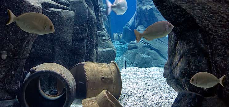 Фото 1 Обзорная экскурсия по Ираклиону с посещением критского аквариума