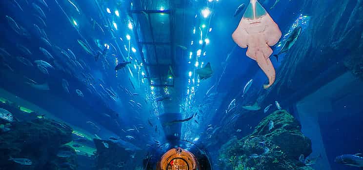 Photo 1 Dubai Mall Aquarium & Underwater Zoo Entrance Tickets