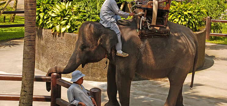 Photo 1 Bali Elephant Safari Park Tour