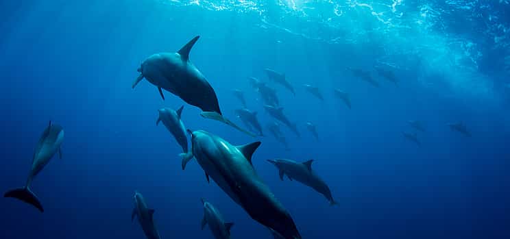 Foto 1 Schwimmen mit Delphinen im Ozean