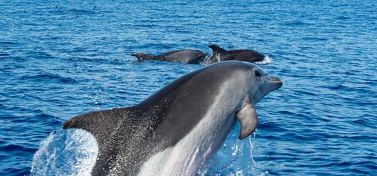 Фото 1 Мадейра: Наблюдение за дельфинами