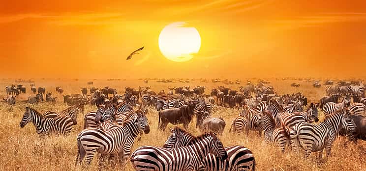 Photo 1 Overnight Safari at Aquila Game Reserve from Cape Town