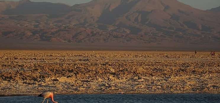 Photo 1 San Pedro de Atacama, Laguna de Chaxa and Toconao - Half day