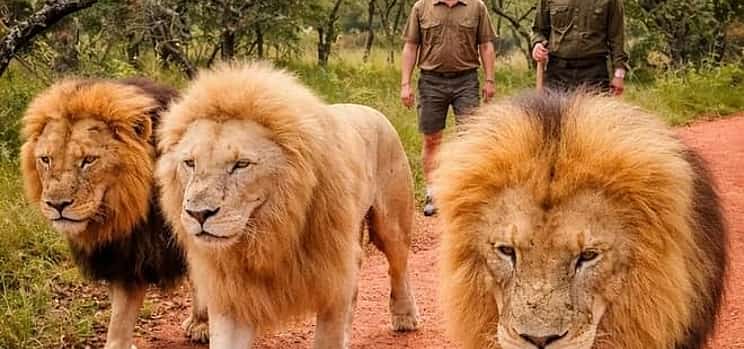 Photo 1 Walk With Lions From Johannesburg