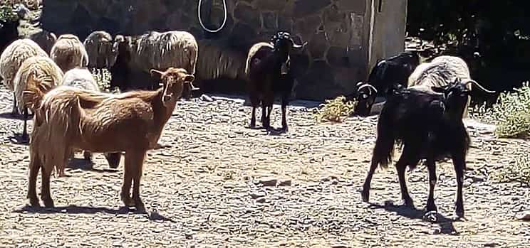 Photo 1 CHQ04. Private Tour to Cretan Villages of Apokoronas and Prophet Ilias