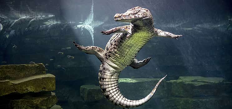 Photo 1 Dubai Crocodile Park Tour with Private Transfers